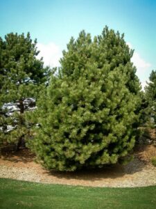 Сосна Чёрная (Pinus Nigra) купить по цене от 270.00р. в интернет-магазине «Посадика» с доставкой почтой в в Светогорске и по всей России – [изображение №1].