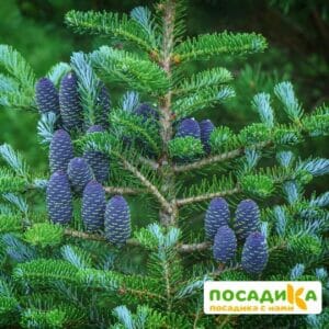 Пихта корейская (Abies koreana) купить по цене от 450.00р. в интернет-магазине «Посадика» с доставкой почтой в в Светогорске и по всей России – [изображение №1].