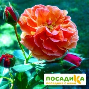 Роза Арабия купить по цене от 350.00р. в интернет-магазине «Посадика» с доставкой почтой в в Светогорске и по всей России – [изображение №1].