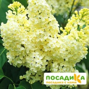 Сирень Примроуз (Primrose) купить по цене от 529.00р. в интернет-магазине «Посадика» с доставкой почтой в в Светогорске и по всей России – [изображение №1].