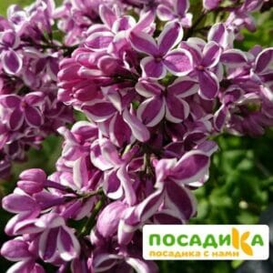 Сирень Сенсация купить по цене от 529.00р. в интернет-магазине «Посадика» с доставкой почтой в в Светогорске и по всей России – [изображение №1].