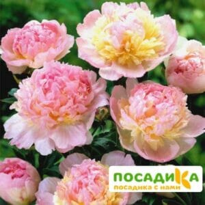 Пион Распберри Сандей (Paeonia Raspberry Sundae) купить по цене от 959р. в интернет-магазине «Посадика» с доставкой почтой в в Светогорске и по всей России – [изображение №1].