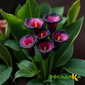 Калла Аура Лейс купить по цене от 400р. в интернет-магазине «Посадика» с доставкой почтой в в Светогорске и по всей России – [изображение №1].