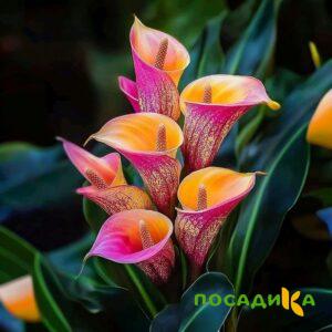 Калла Оникс купить по цене от 450р. в интернет-магазине «Посадика» с доставкой почтой в в Светогорске и по всей России – [изображение №1].