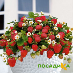Клубника Рубиновый Шепот (горшечная) купить по цене от 240р. в интернет-магазине «Посадика» с доставкой почтой в в Светогорске и по всей России – [изображение №1].