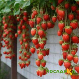 Клубника вьющаяся Комплимент купить по цене от 470р. в интернет-магазине «Посадика» с доставкой почтой в в Светогорске и по всей России – [изображение №1].