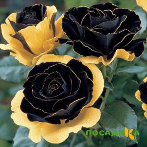 Роза Ханни Сикл купить по цене от 700р. в интернет-магазине «Посадика» с доставкой почтой в в Светогорске и по всей России – [изображение №1].