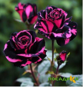 Роза Багровый Шепот купить по цене от 366р. в интернет-магазине «Посадика» с доставкой почтой в в Светогорске и по всей России – [изображение №1].
