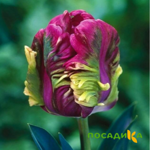 Тюльпан Экзотик Хэвен купить по цене от 186р. в интернет-магазине «Посадика» с доставкой почтой в в Светогорске и по всей России – [изображение №1].