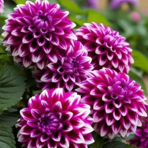 Георгин Кристал Корт купить по цене от 602р. в интернет-магазине «Посадика» с доставкой почтой в в Светогорске и по всей России – [изображение №1].