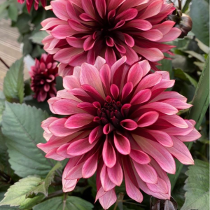 Георгин Перли Сансет купить по цене от 309р. в интернет-магазине «Посадика» с доставкой почтой в в Светогорске и по всей России – [изображение №1].